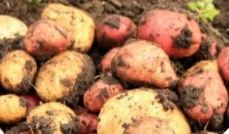 Papas recién cosechadas sobre la tierra